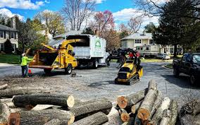 Best Tree Preservation Services  in Stratmoor, CO