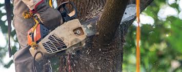 How Our Tree Care Process Works  in  Stratmoor, CO