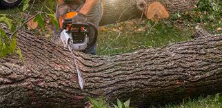 Best Commercial Tree Services  in Stratmoor, CO