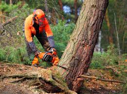 Best Tree Trimming and Pruning  in Stratmoor, CO