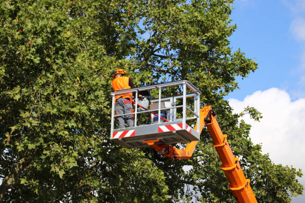 Best Arborist Consultation Services  in Stratmoor, CO