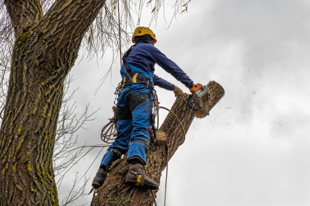 Professional Tree Removal in Stratmoor, CO