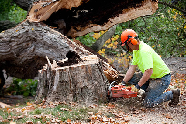 Best Fruit Tree Pruning  in Stratmoor, CO